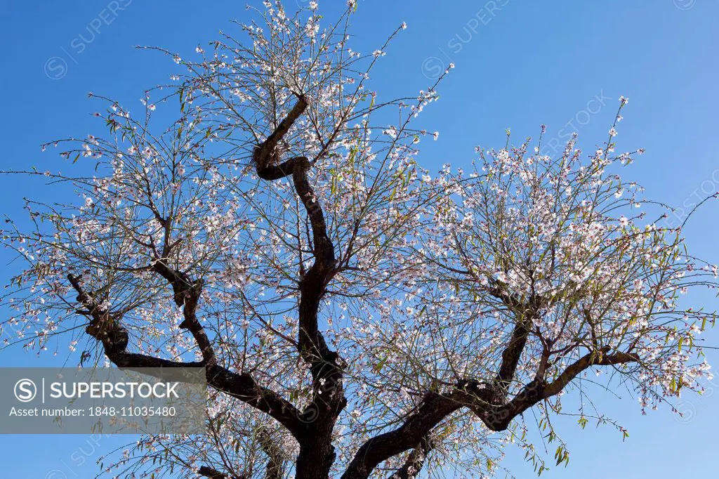 Almond blossom season, blossoming Almond Tree (Prunus dulcis), Majorca, Balearic Islands, Spain