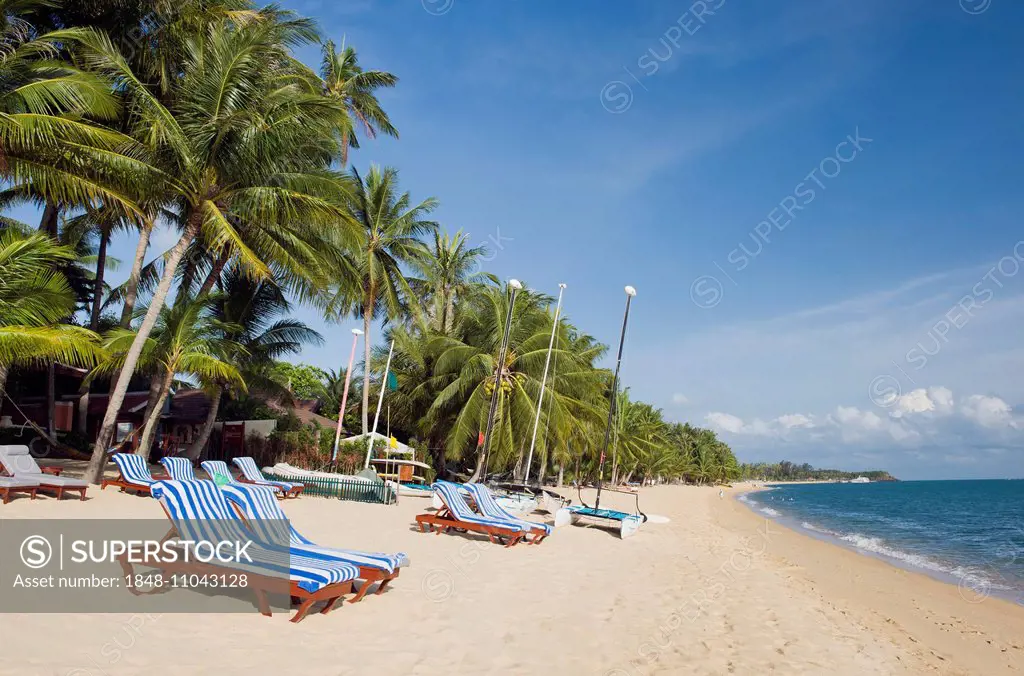 Deckchairs on a beach with palm trees, Mae Nam Beach, Ko Samui, Thailand