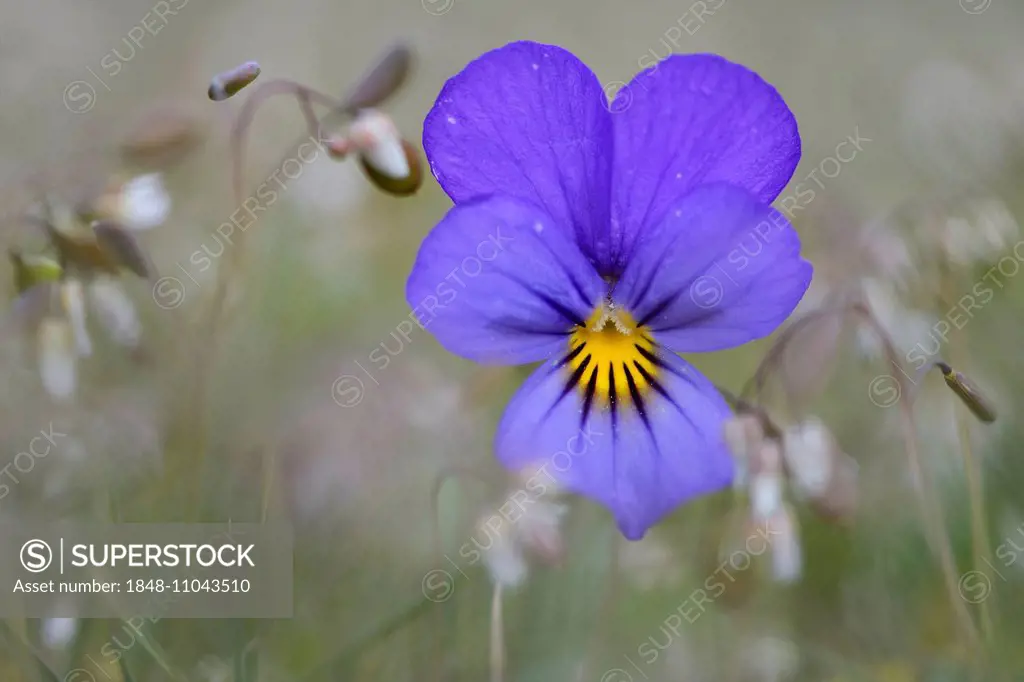 Heartsease or Wild Pansy (Viola tricolor), Emsland region, Lower Saxony, Germany