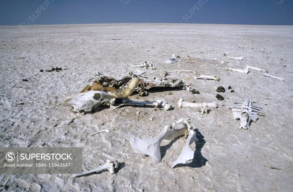Skeleton of a perished cow, Makgadikgadi Pan, Botswana