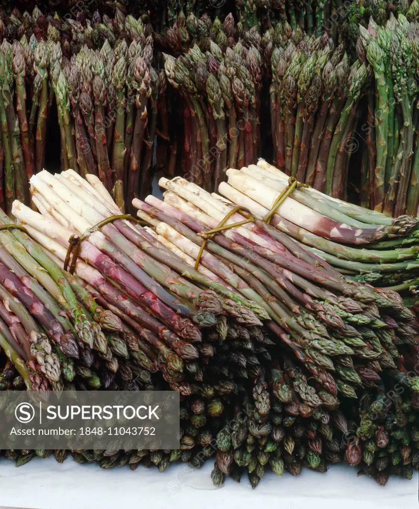 Asparagus (Asparagus officinalis), bundles