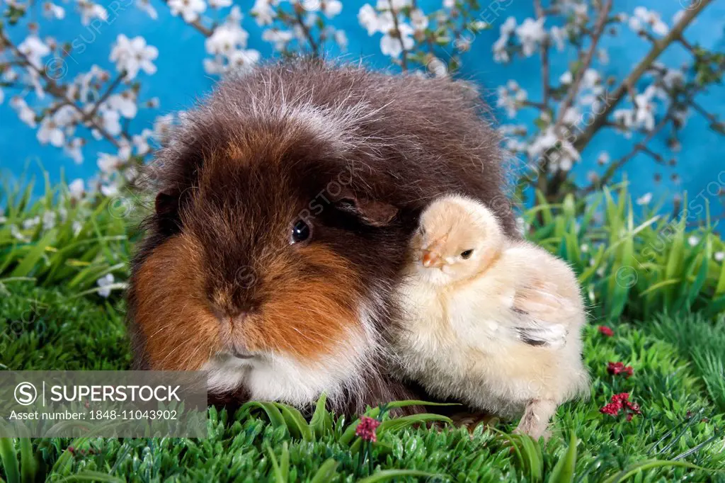 Swiss Teddy guinea pig and Brahma chick