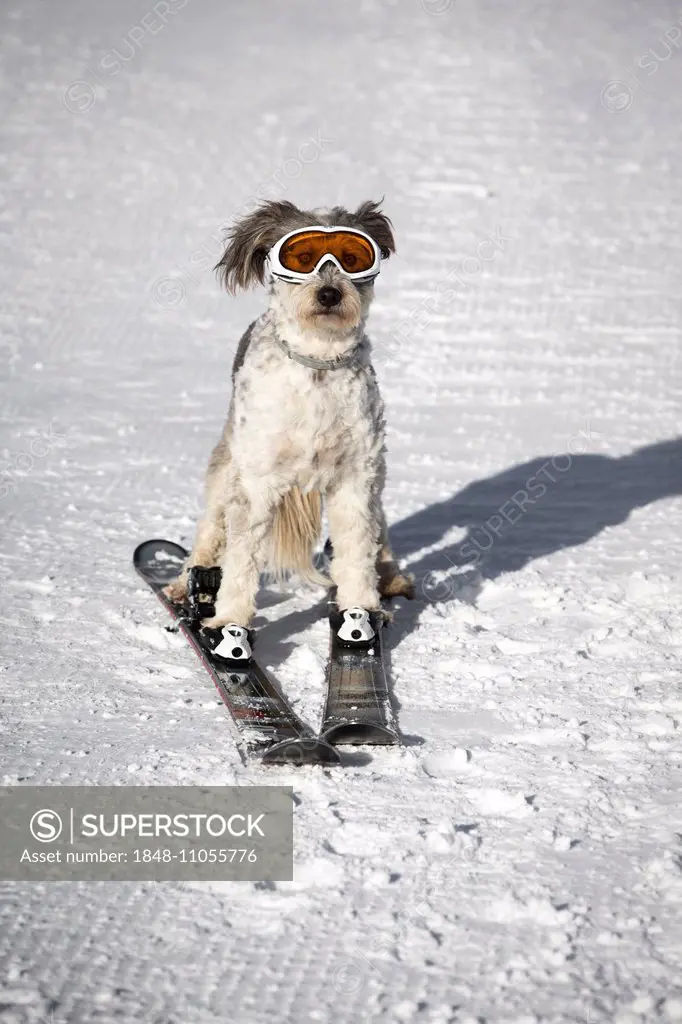 A dog with snow goggles, skiing, Italy