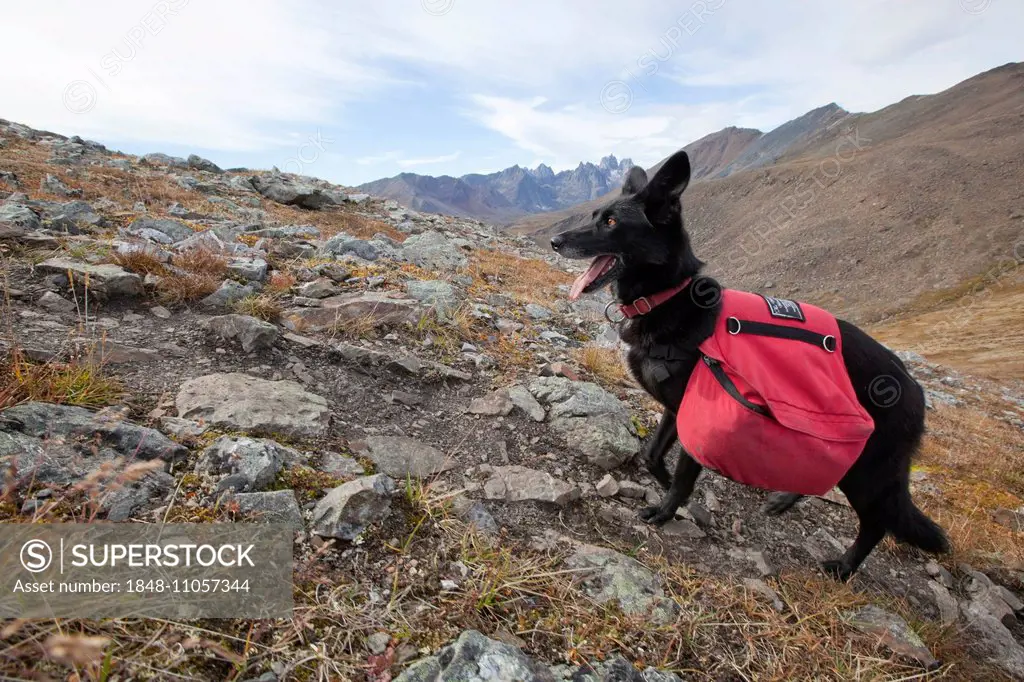 Alaskan Husky as pack dog, with back pack, Tombstone Mountains Territorial Park, Yukon Territory, Canada