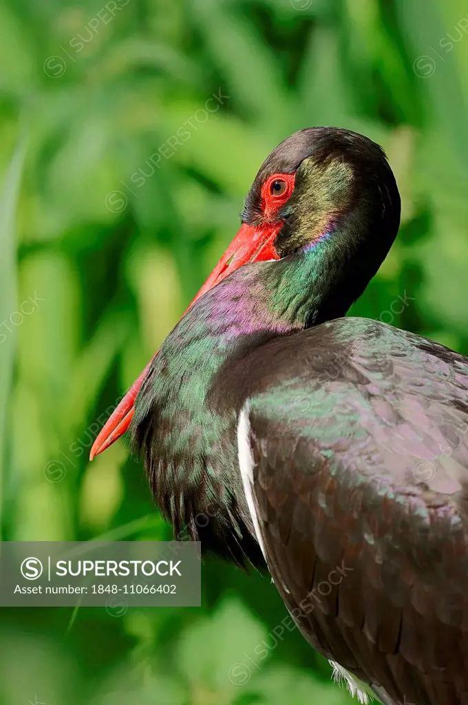 Black Stork (Ciconia nigra), portrait, Germany
