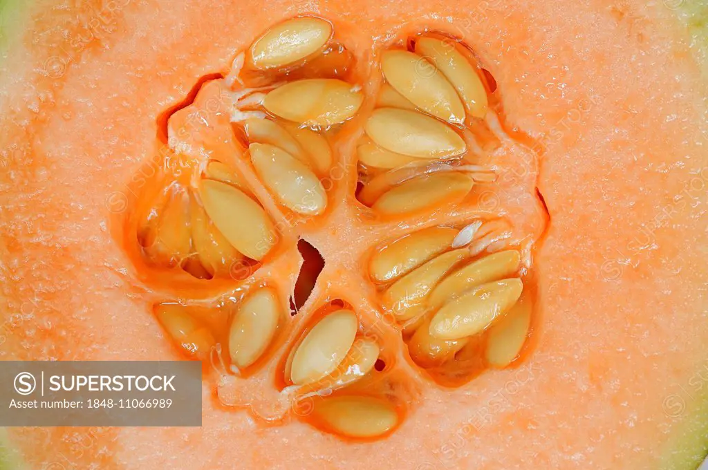 Cantaloupe or Honeydew Melon (Cucumis melo), halved fruit with seeds