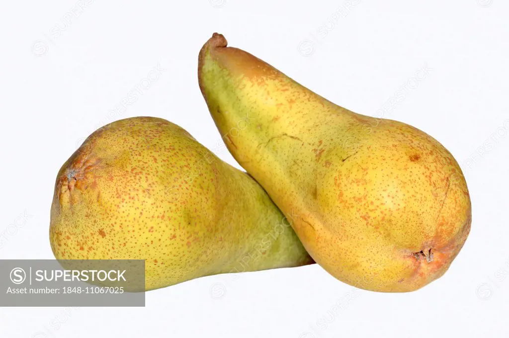 Pears (Pyrus communis), Williams Christ variety