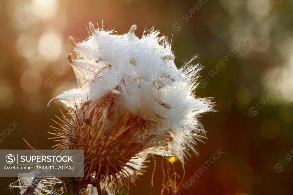 Milk Thistle (Silybum marianum), fruits, seeds, in the backlight with morning dew, Strohauser Plate, Lower Saxony, Germany