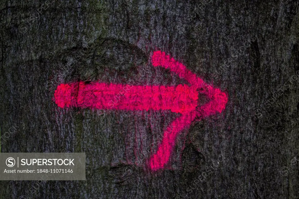 Red arrow on a tree