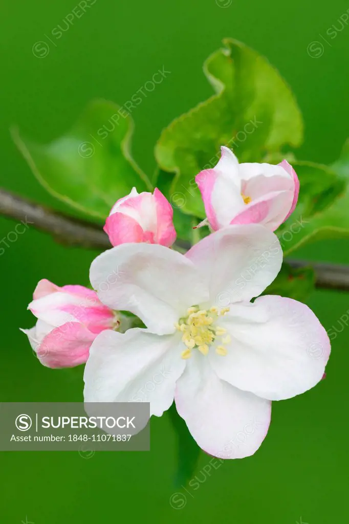 Apple blossom (Malus domestica), Baden-Württemberg, Germany