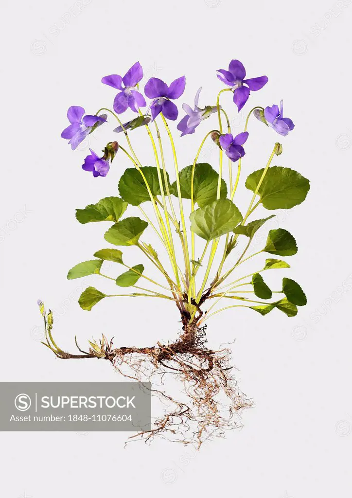 Sweet Violet (Viola odorata), illustration