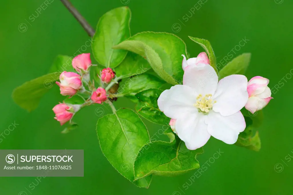 Apple blossom (Malus domestica), Baden-Württemberg, Germany