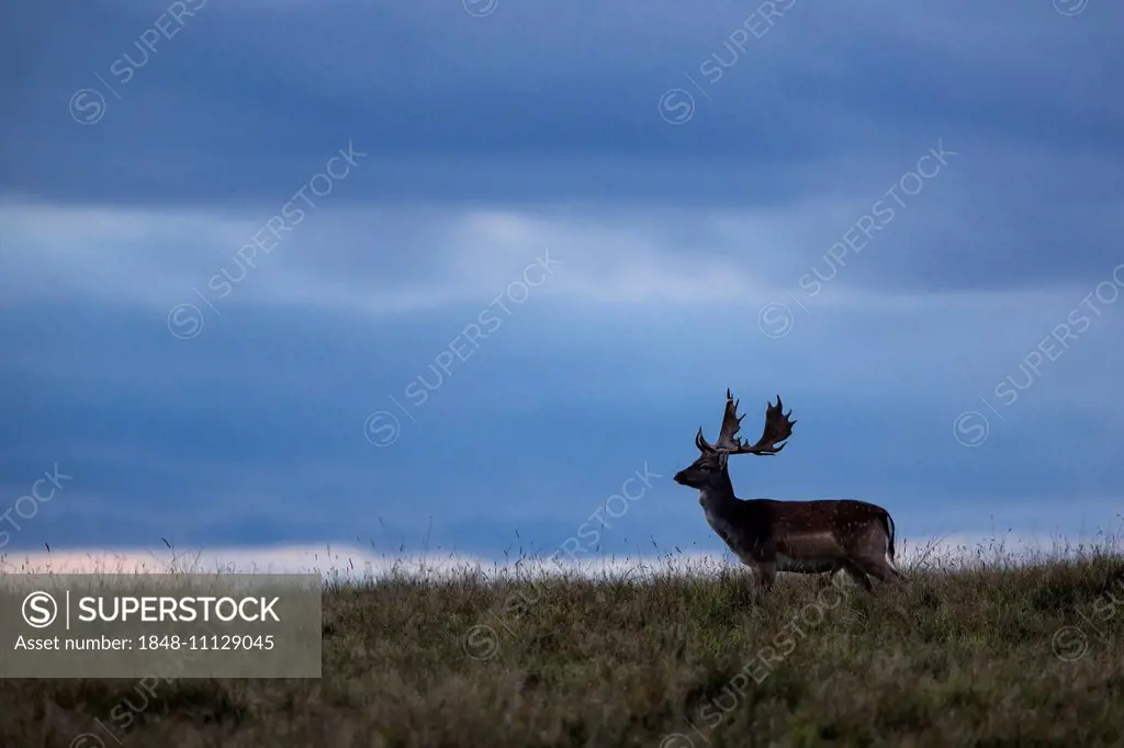 Fallow deer (Dama dama), Denmark