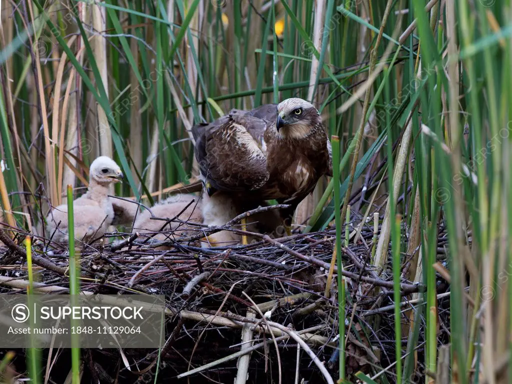 Western marsh harrier (Circus aeruginosus) with chicks in the nest, Mecklenburg-Western Pomerania, Germany