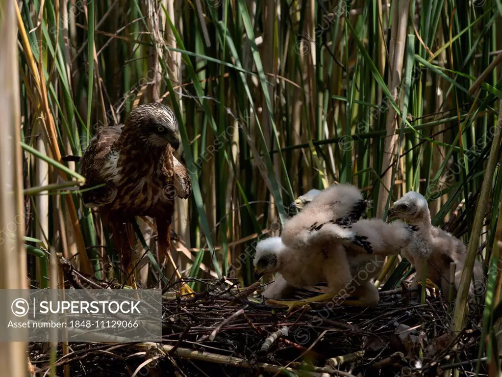 Western marsh harrier (Circus aeruginosus) with chicks in the nest, Mecklenburg-Western Pomerania, Germany