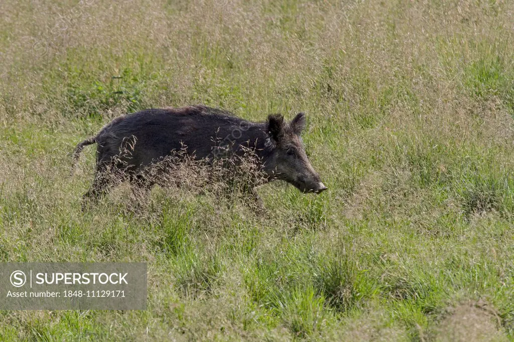 Wild Boar (Sus scrofa) in a meadow, Sweden