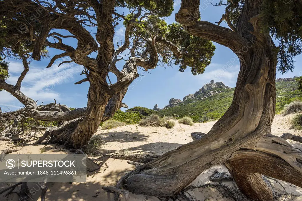 Ancient Phoenicean Junipers (Juniperus phoenicea) on the beach, near Sartène, Corsica, France, Europe