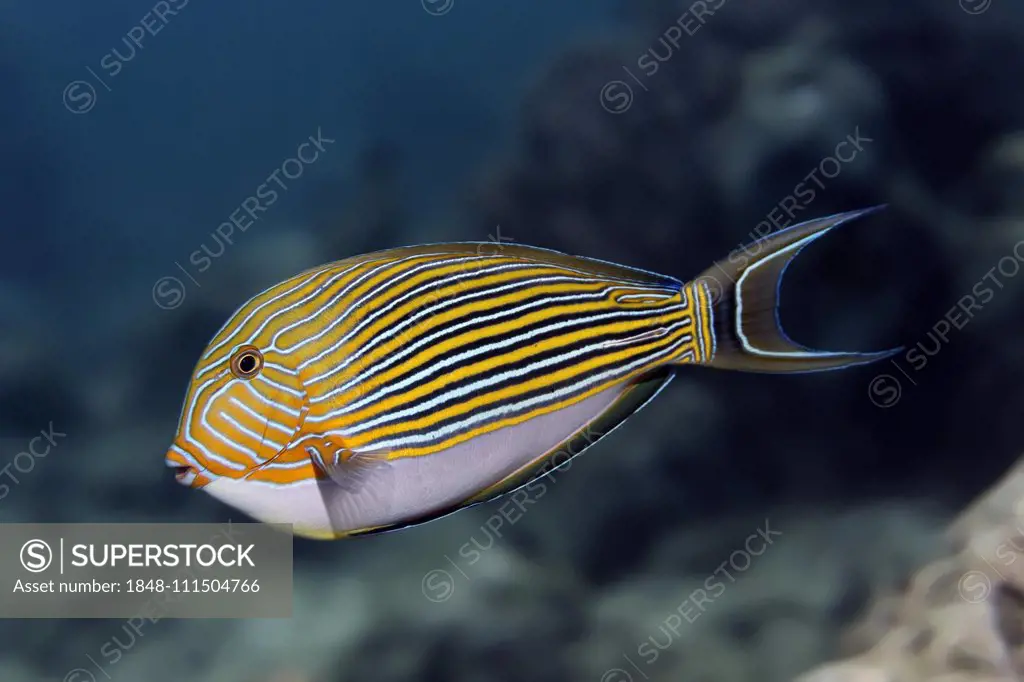 Striped Surgeonfish (Acanthurus lineatus), Great Barrier Reef, Unesco World Heritage Site, Pacific, Australia, Oceania