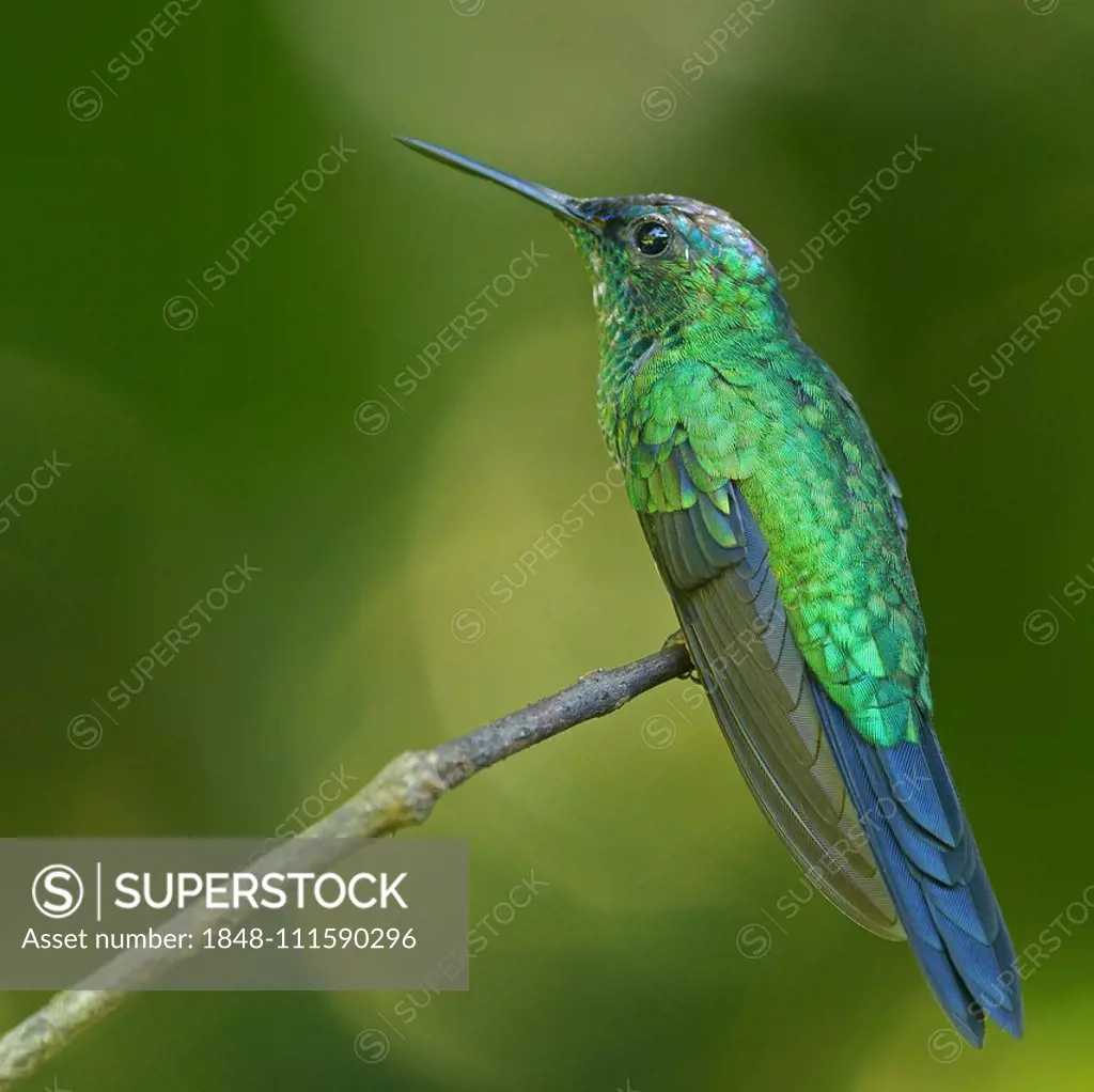 Violet-capped woodnymph (Thalurania glaucopis) on branch, Atlantic Rainforest, State of Sío Paulo, Brazil, South America