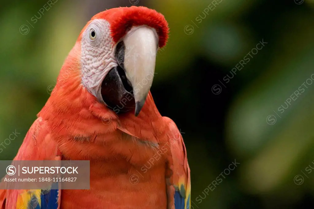 Scarlet Macaw (Ara Macao) in the amusement park of Xcaret, Xcaret, Playa del Carmen, Quintana Roo, Mexico