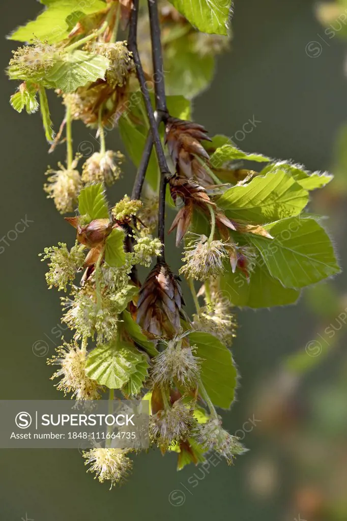 Common beech (Fagus sylvatica), branch with male and female flowers and fresh leaves in spring, North Rhine-Westphalia, Germany, Europe