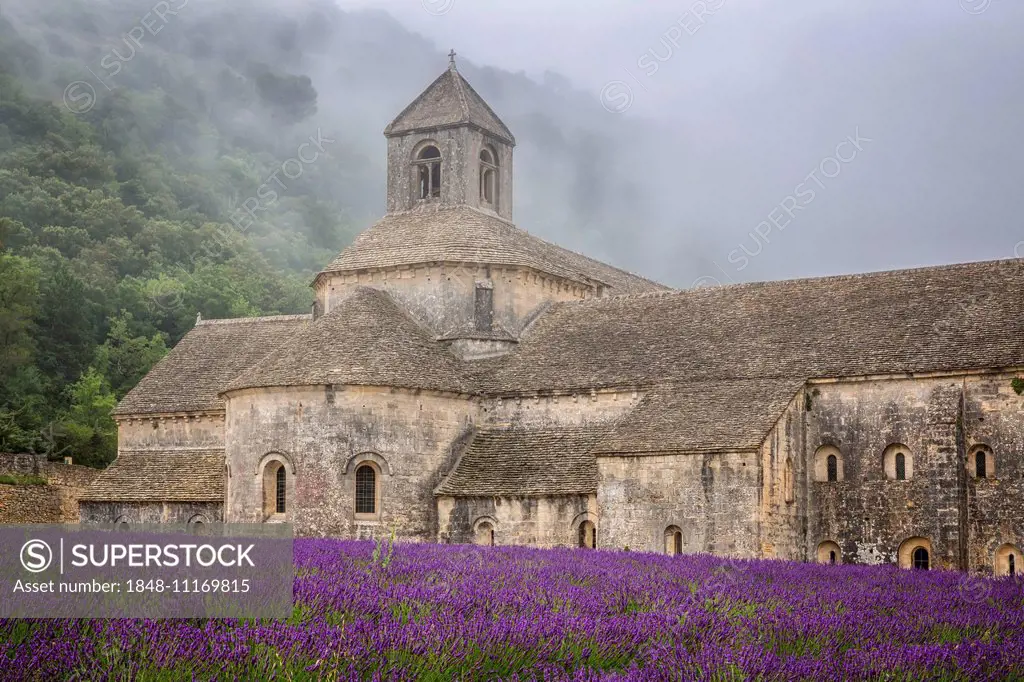 Misty morning light over the Romanesque Cistercian Abbey of Notre Dame of Senanque set amongst flowering lavender fields, near Gordes, Provence, Franc...