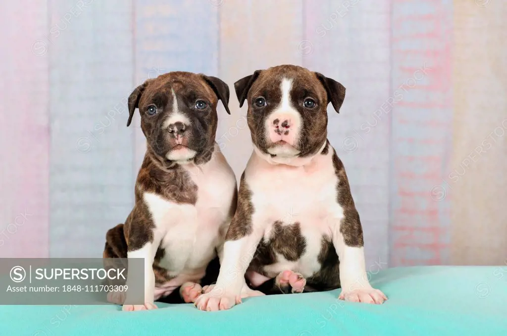 American Staffordshire Terrier, two puppies 5 weeks, brindle with white, sitting on blanket, Austria