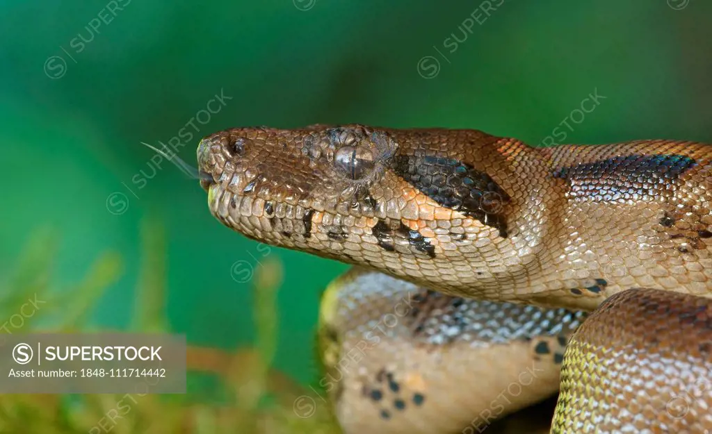 Common Northern Boa (Boa constrictor imperator), animal portrait, Costa Rica