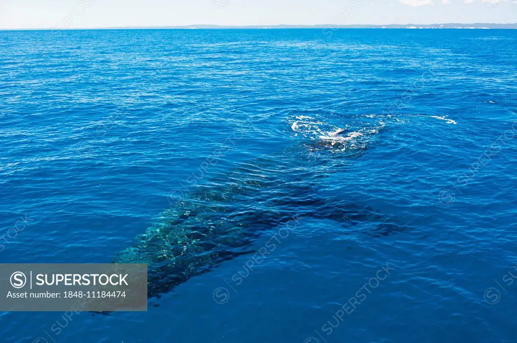 Humpback Whale (Megaptera novaeangliae), Hervey Bay, Queensland, Australia