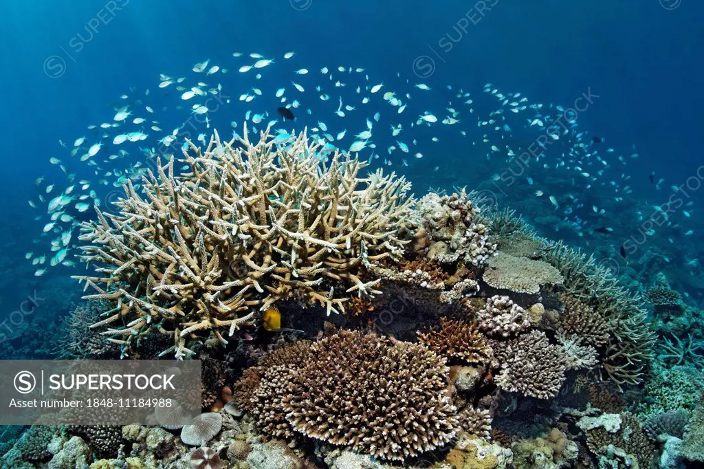 Coral reef with various Acropora Corals (Acropora sp.) and a school of Green Chromis or Blue-green Chromis (Chromis viridis), Indian Ocean, Embudu, So...