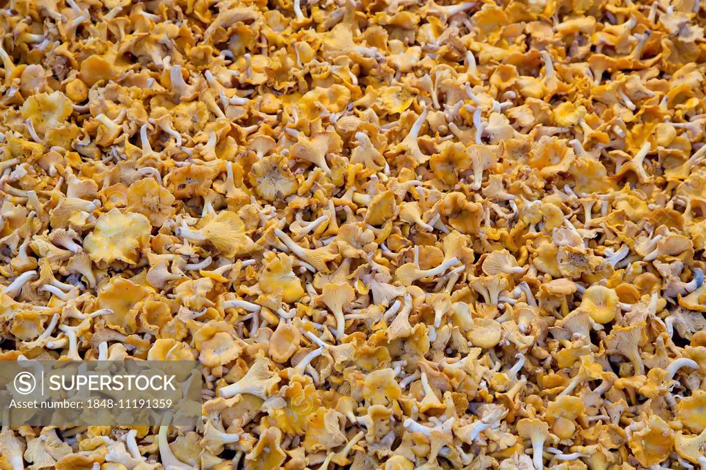 Fresh Chanterelle mushrooms (Cantharellus cibarius)