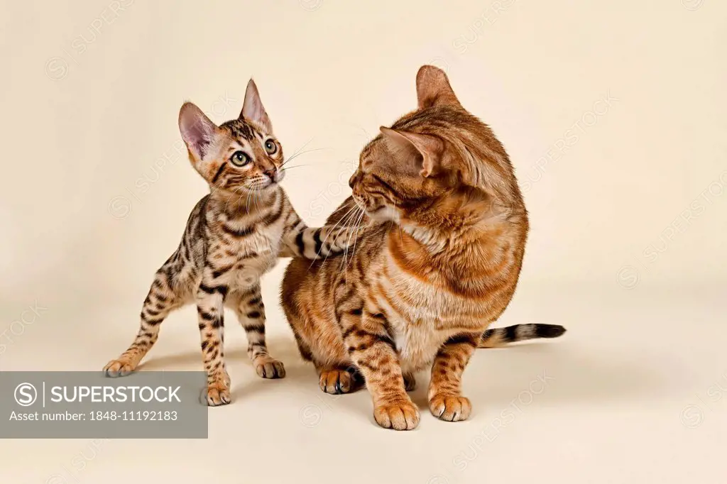 Bengals, lively kitten with fatigued mother