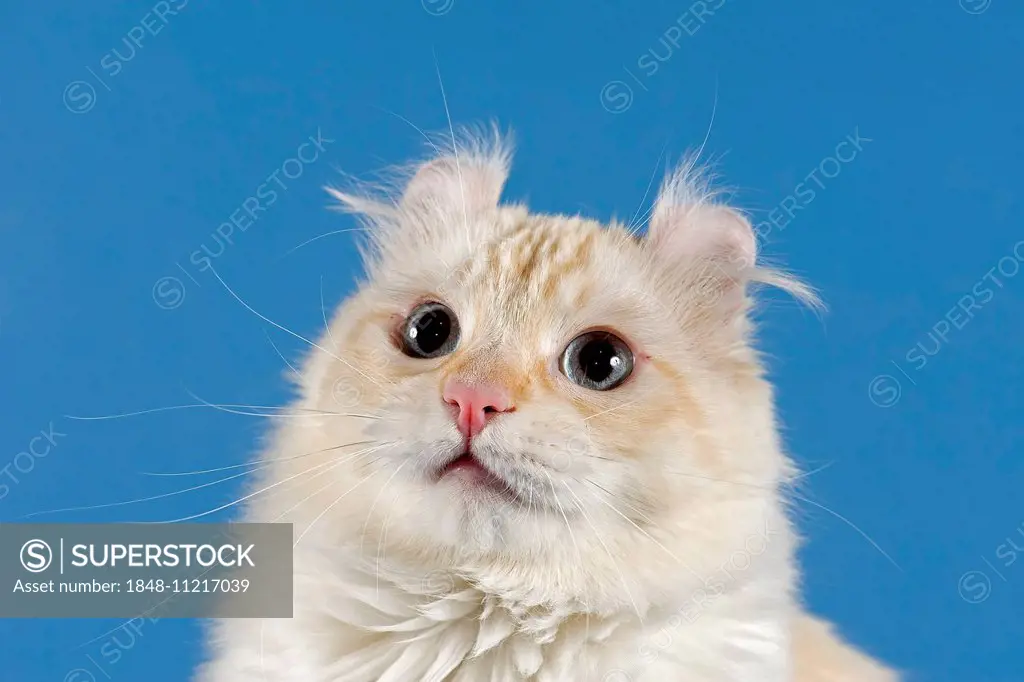 Pedigree cat, American Curl, cat breed