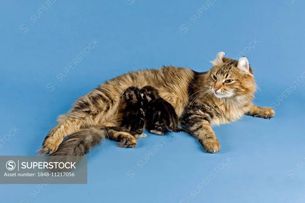 Pedigree cat, American Curl, cat breed, female cat suckling kittens