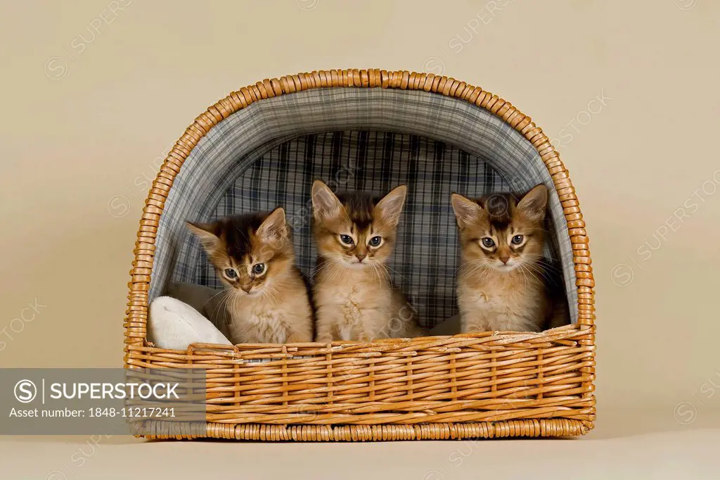 Somali kittens tawny