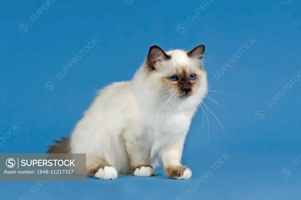 Birman Cat, kitten, part albino, point coloration