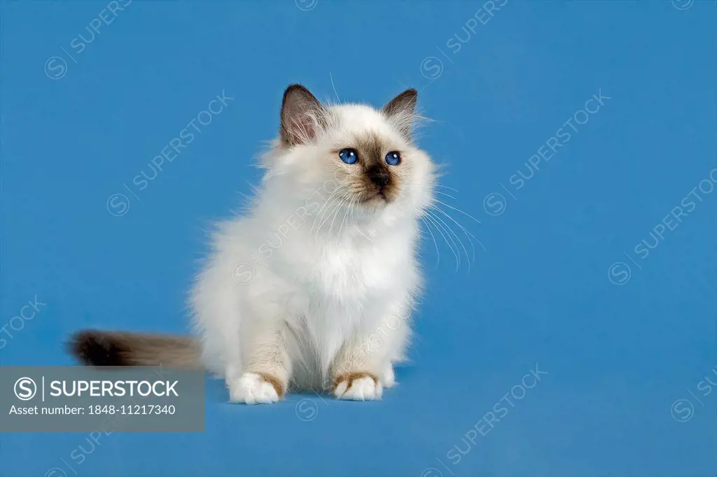 Birman Cat, kitten, part albino, point coloration