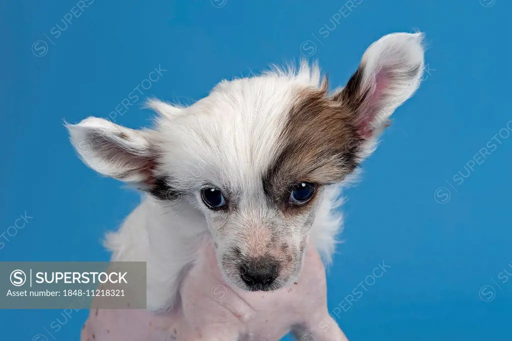 Chinese Crested Dog, hairless, puppy, 7 weeks