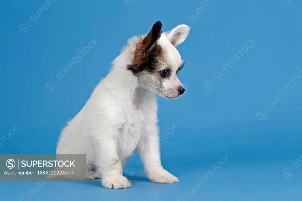Chinese Crested Dog, Powder Puff, puppy, 7 weeks
