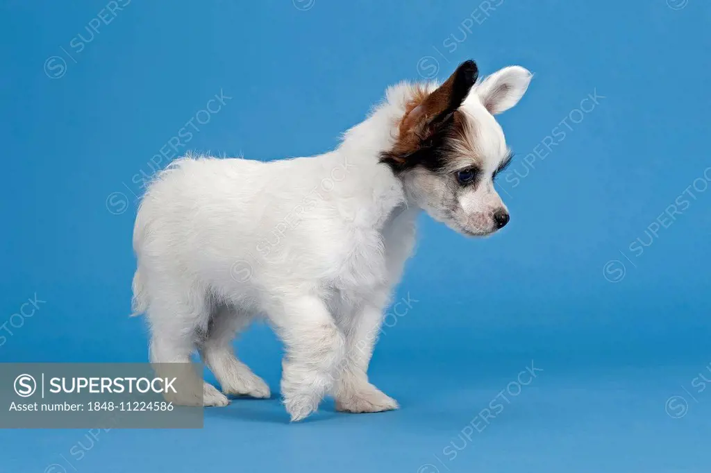 Chinese Crested Dog, Powder Puff, puppy, 7 weeks