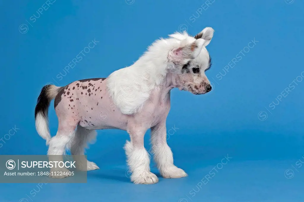 Chinese Crested Dog, hairless, puppy, 7 weeks