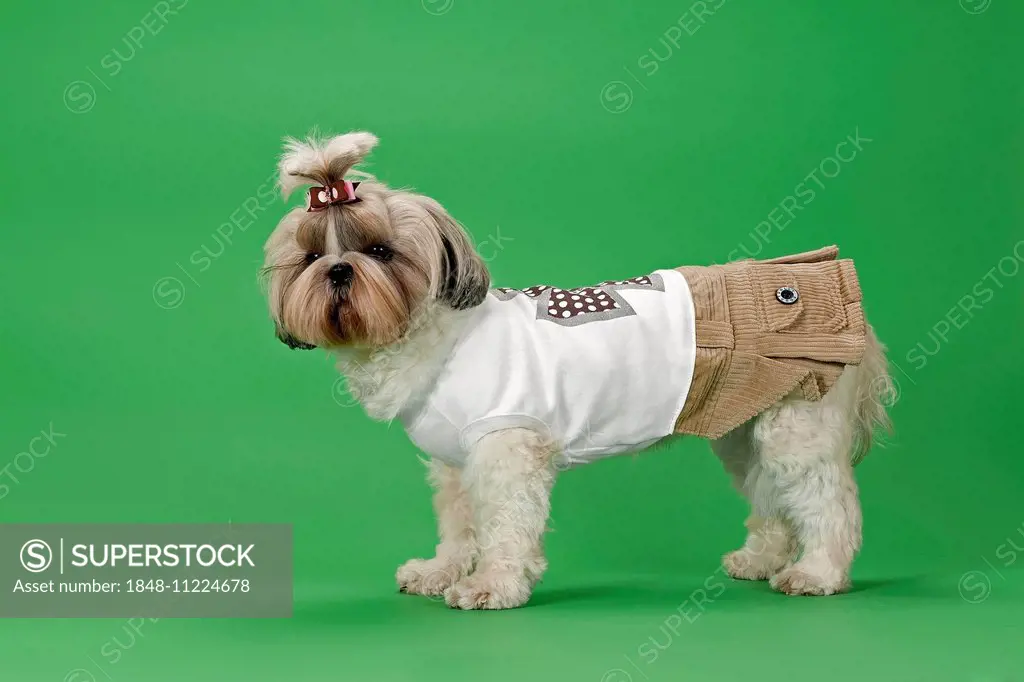 Shih-Tzu dog, 3 years, female, gold and white, with dog clothing