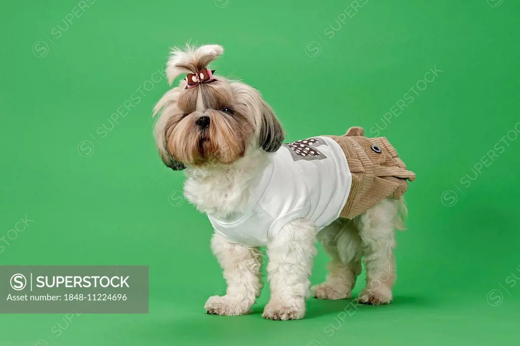 Shih-Tzu dog, 3 years, female, gold and white, with dog clothing