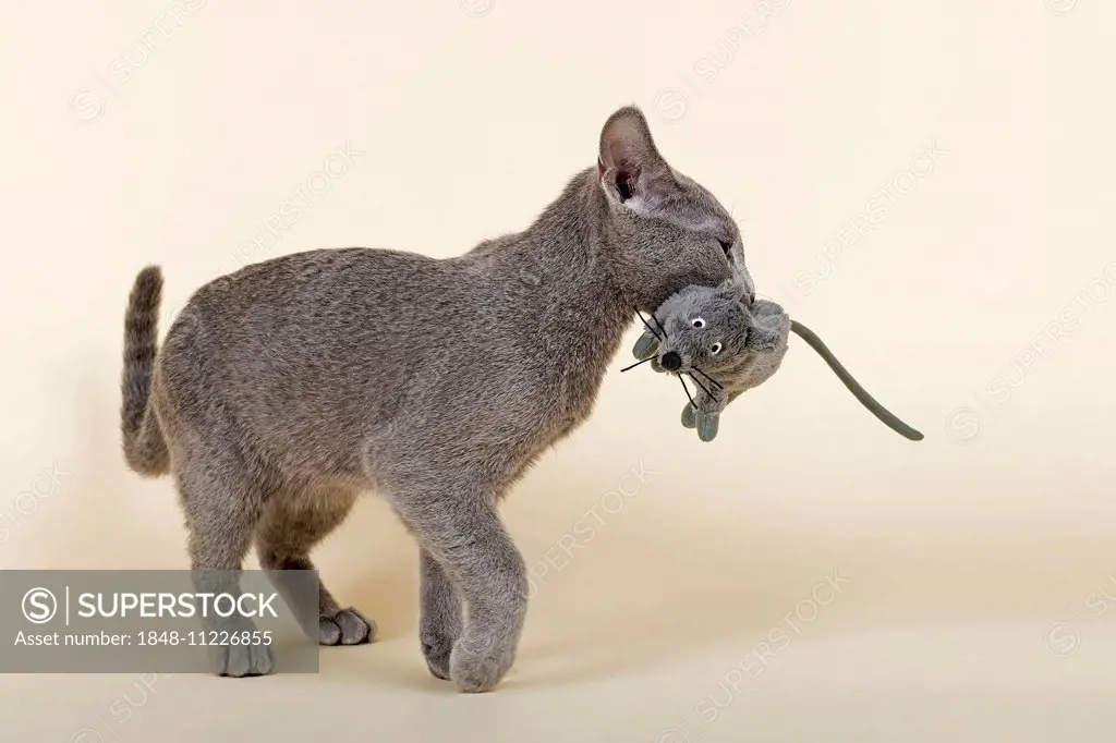 Russian Blue kitten, 20 weeks, with soft toy mouse