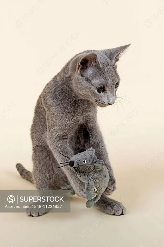 Russian Blue kitten, 20 weeks, with soft toy mouse