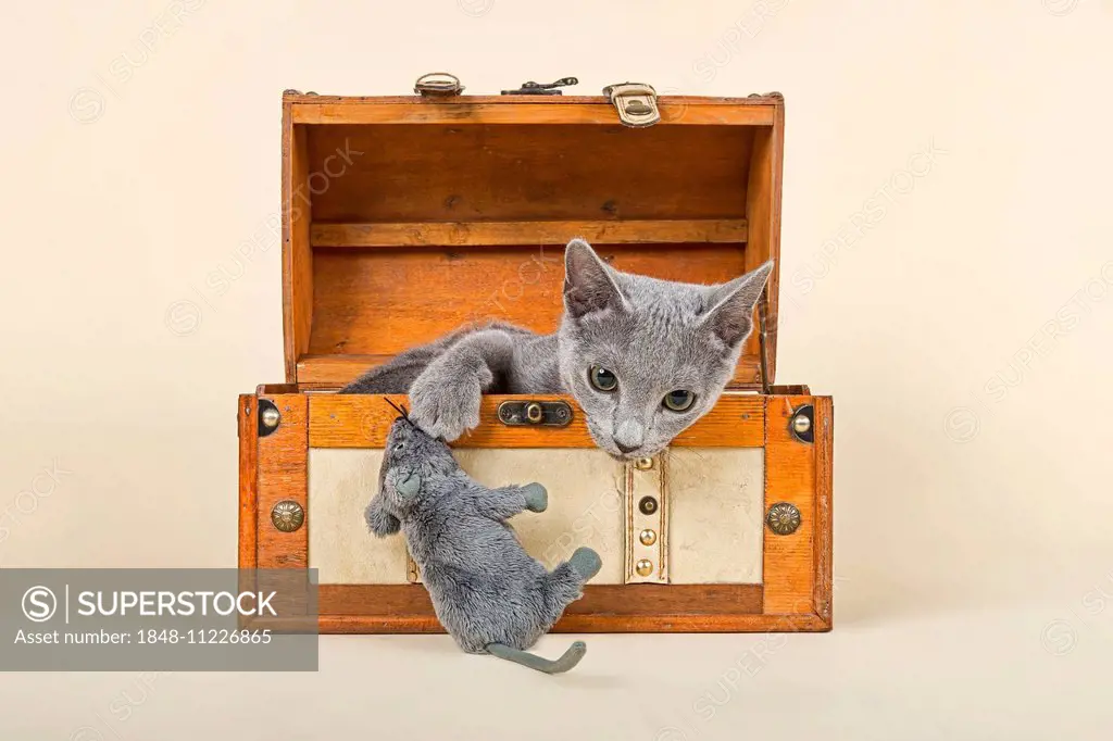 Russian Blue kitten, 20 weeks, in a chest with soft toy mouse