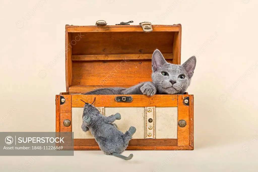 Russian Blue kitten, 20 weeks, in a chest with soft toy mouse