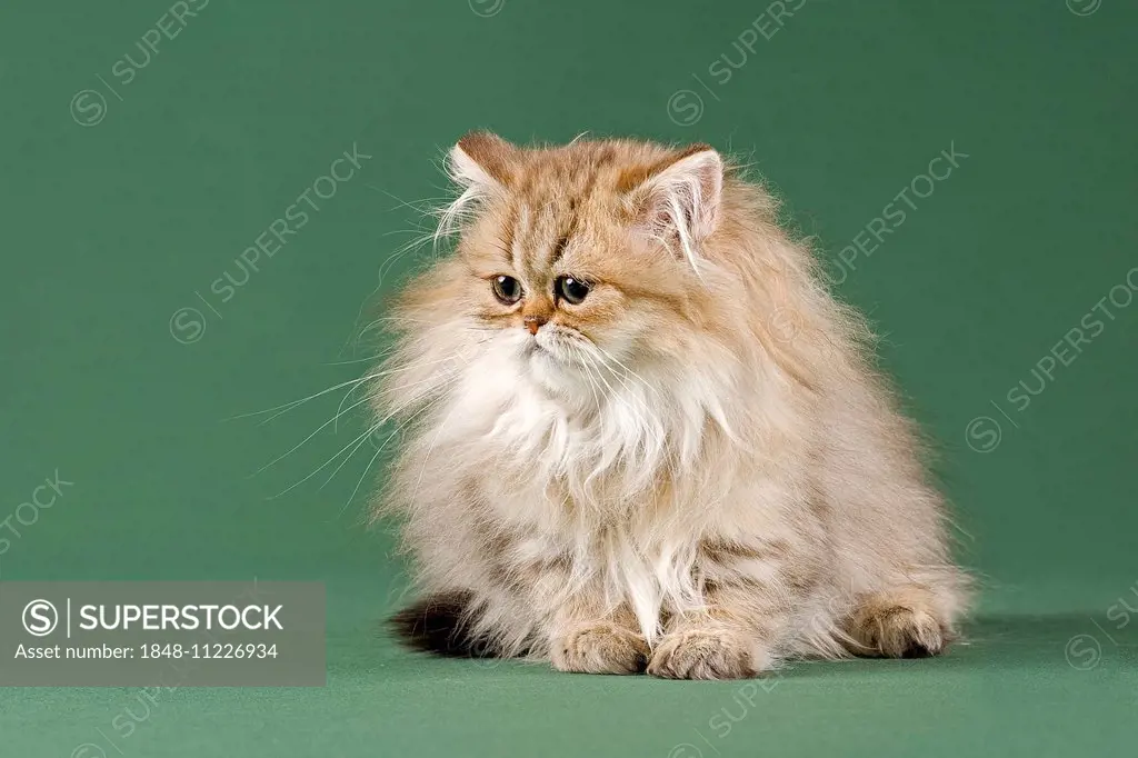 Persian Kitten, Golden Shaded, with nose