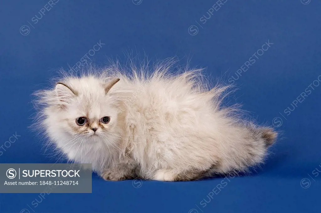 Persian kitten, Colourpoint, with nose