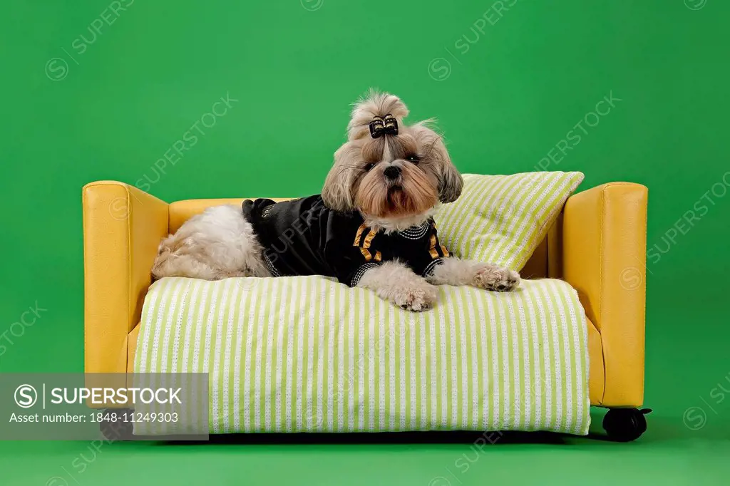Shih Tzu, female, 3 years, colour white gold, with dog clothing, on dog sofa